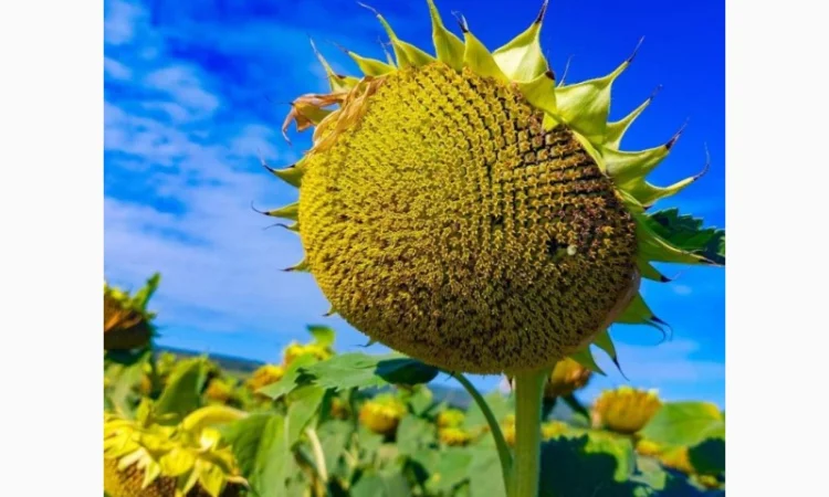 Насіння соняшнику гібрид ФЛЕШ (під гранстар) в продажу - фото № 6