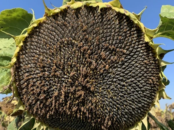 Насіння соняшника під євролайтнинг в продаже - фото № 1