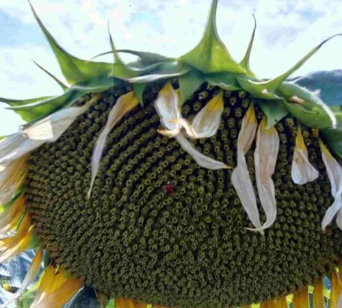 Семена подсолнечника Евро для продажи - фото № 1