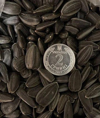 Семена подсолнечника Джинн - фото № 1