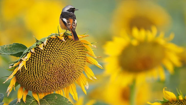Гібрид соняшнику Неймар від ТОВ "ТК Арт-Агро" - фото № 1