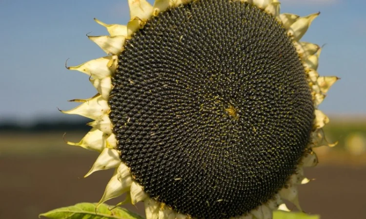 Насіння соняшника Неймар під гранстар - фото № 1