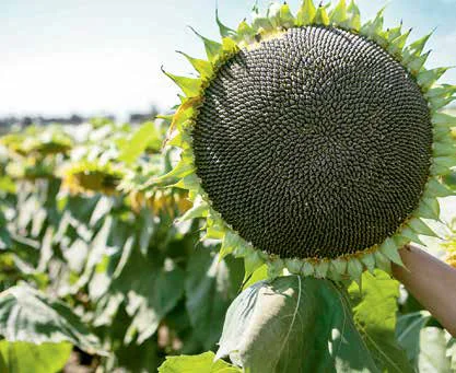 Насіння соняшника гібрид НС Х 8005 - фото № 3