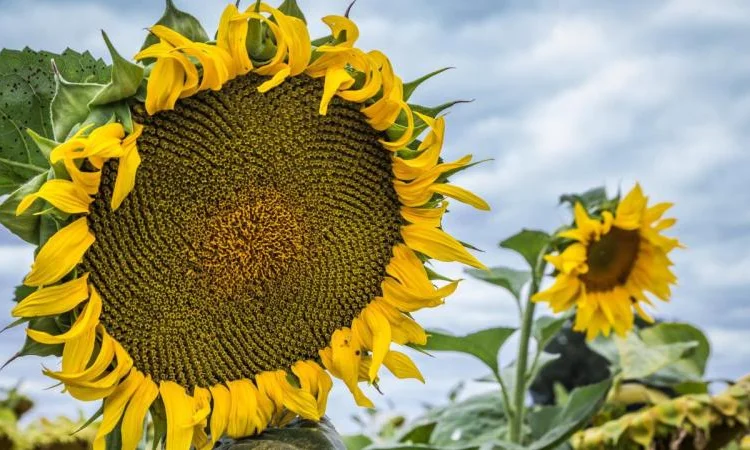 Гібрид соняшника Танос | Насіння, стійкі до хвороб (7 рас) - фото № 1