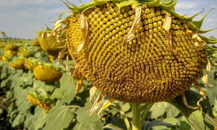 Насіння соняшника гібрид Вегас під Гранстар - фото № 1