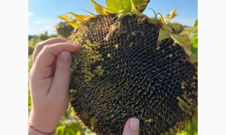 Семена гибрида подсолнечника КЛАУС для высоких урожаев - фото № 1