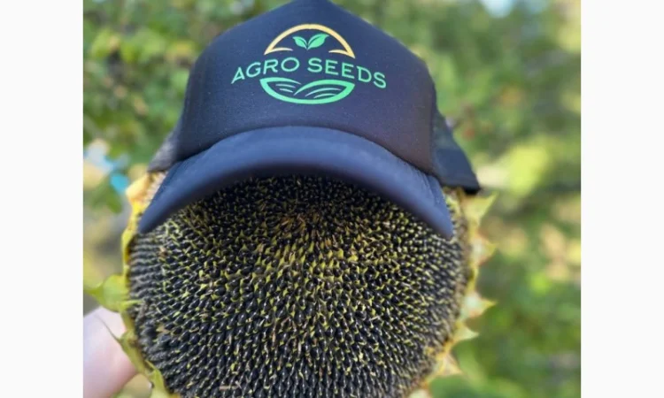 Семена гибрида подсолнечника КЛАУС для высоких урожаев - фото № 2