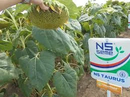 Насіння Соняшника НС Таурус - продаж - фото № 1