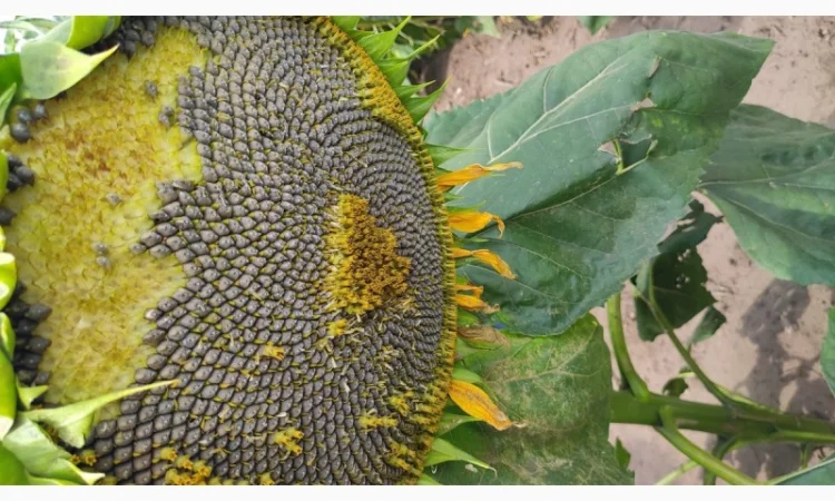 Насіння соняшника гібрид НС Х 6749 в продаже - фото № 2