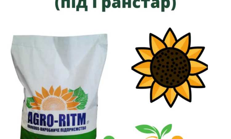 Продаж насіння соняшника гібрид Альдазор - фото № 1