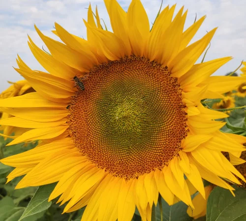 Насіння соняшника гібрид Бомонд під Гранстар 60г/га - фото № 1