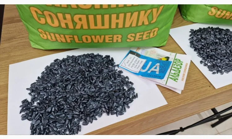 Насіння соняшника Альдазор під Гранстар - фото № 4