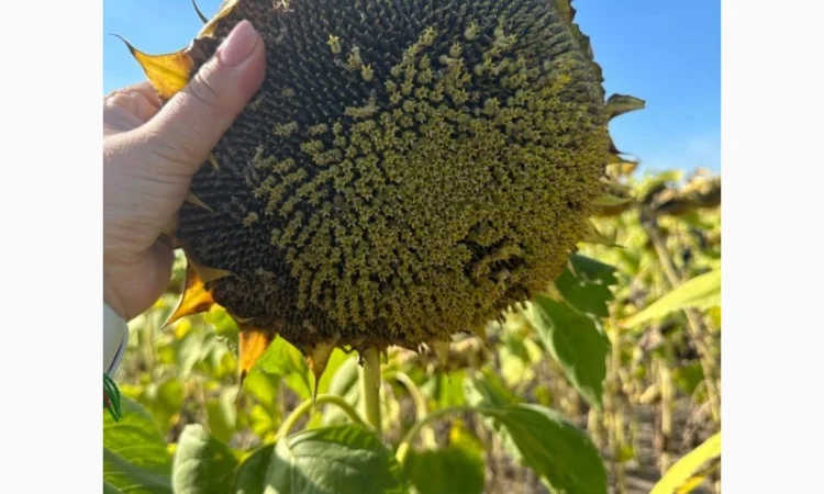 Гибрид подсолнечника Неймар Плюс под Гранстар - фото № 2