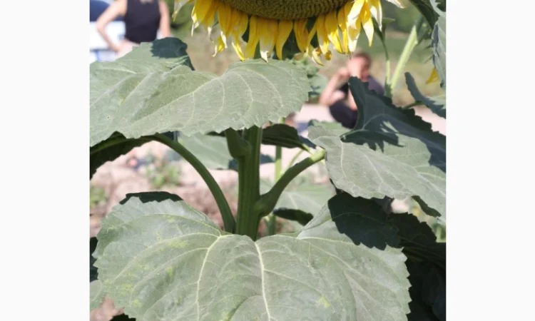 Насіння гібрида соняшнику КОББІ для продажа - фото № 1