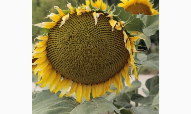 Насіння гібрида соняшнику КОББІ для продажа - фото № 2