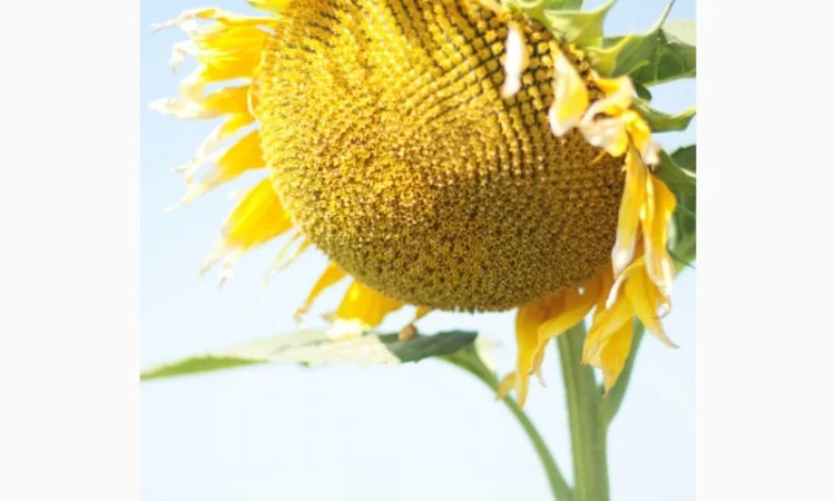 Насіння гібрида соняшнику КОББІ для продажа - фото № 3