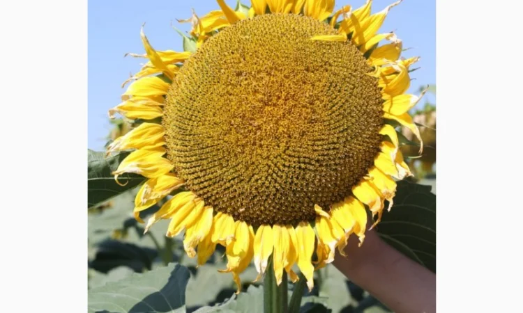 Насіння гібрида соняшнику КОББІ для продажа - фото № 4