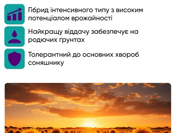 Насіння соняшника гібрид НС Х 7902 під гранстар - фото № 2