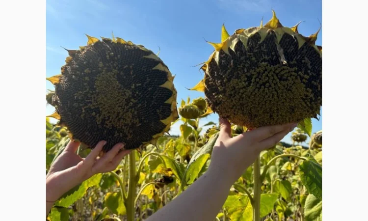 Насіння соняшника Неймар Плюс – безкоштовна доставка - фото № 1