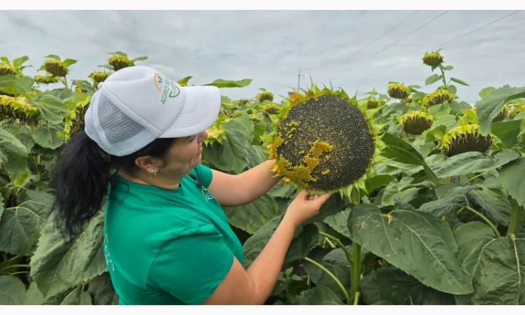 Насіння соняшника Неймар Плюс – безкоштовна доставка - фото № 2