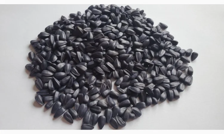 Насіння соняшника Неймар Плюс – безкоштовна доставка - фото № 3