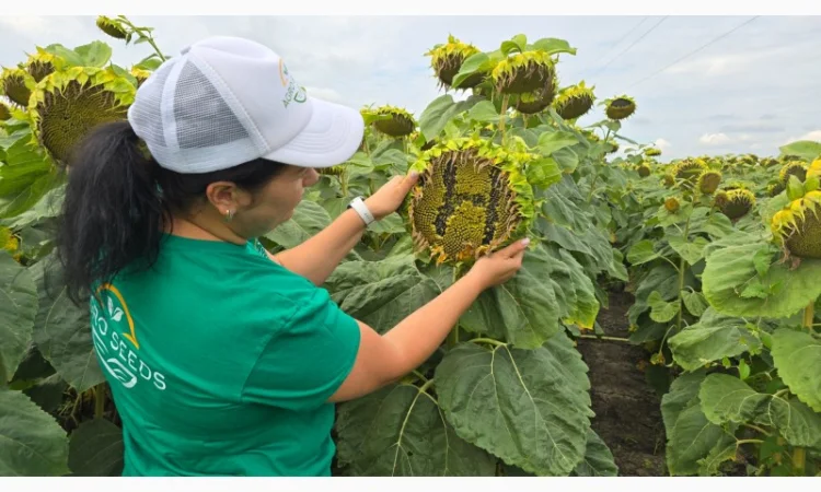 Гибрид подсолнечника Неймар Плюс (семена под гербицид Гранстар) - фото № 1