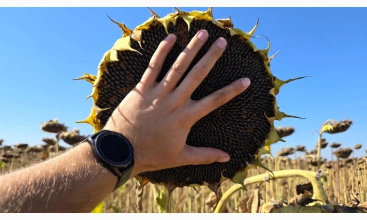 Насіння соняшнику гібрид ЕМЕРСОН – під гранстар - фото № 1