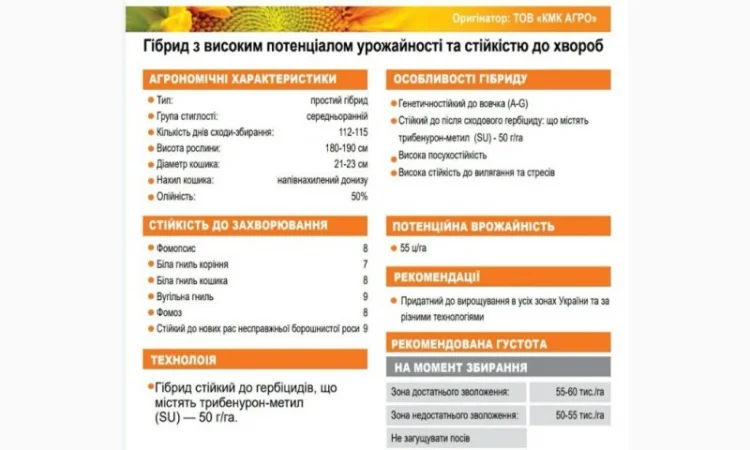 Насіння соняшнику гібрид ДАГЛАС в продажу - фото № 2