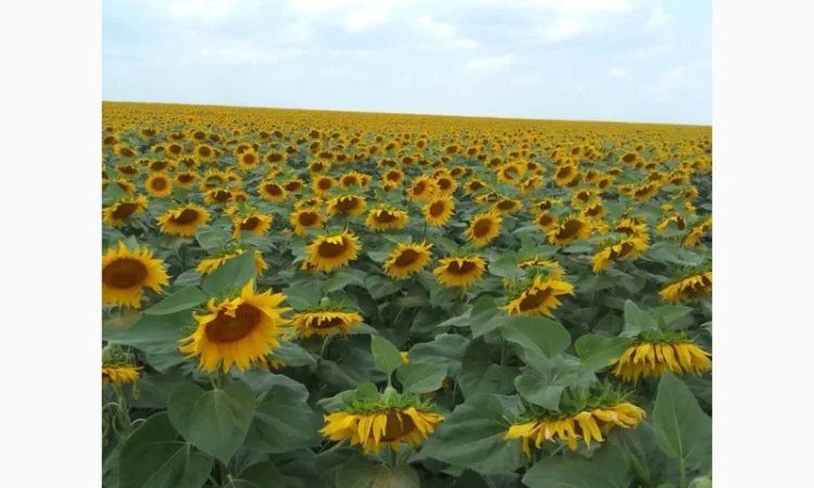 Насіння соняшнику гібрид ДАГЛАС в продажу - фото № 3