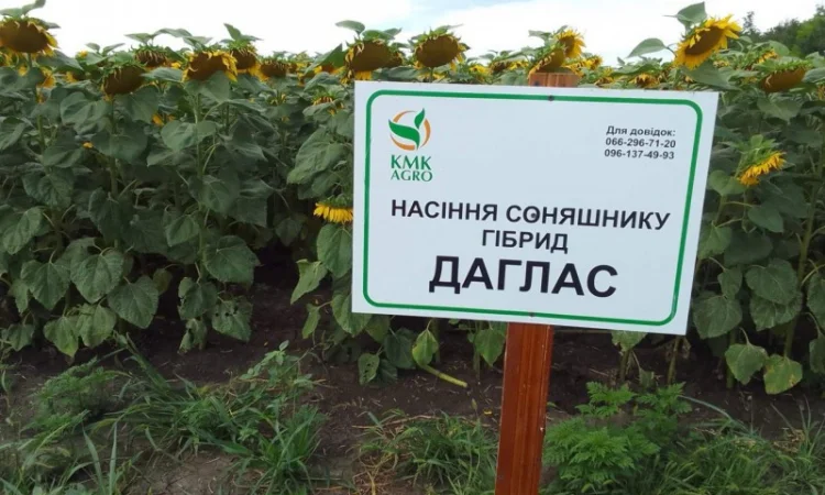 Насіння соняшнику гібрид ДАГЛАС в продажу - фото № 4