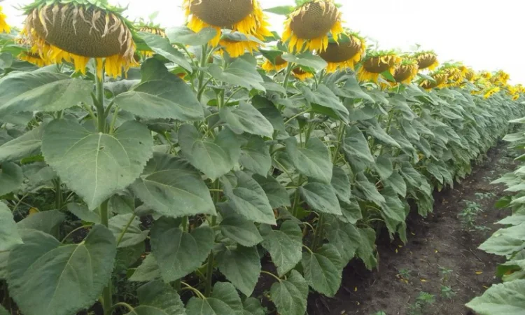 Насіння соняшнику гібрид ДАГЛАС в продажу - фото № 5