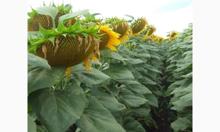 Гібридне насіння соняшнику ФЛОКС - фото № 2