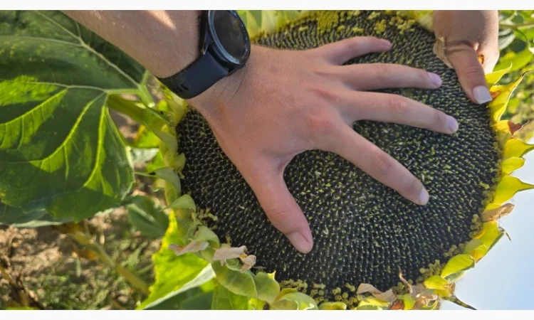 Насіння соняшника гібрид БАСТЕР в продажу - фото № 1