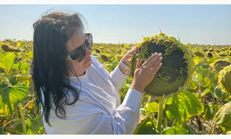 Насіння соняшника гібрид БАСТЕР в продажу - фото № 2