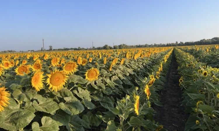 Насіння соняшника гібрид БАСТЕР в продажу - фото № 4