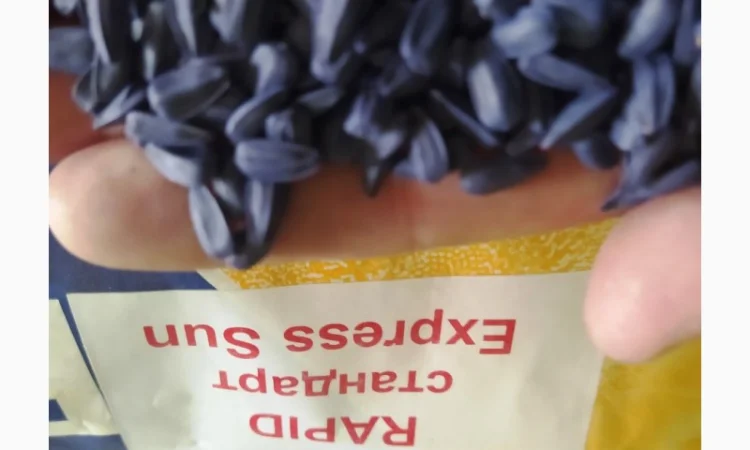 Продается семена подсолнечника Рапид (фракция стандарт+) под технологию Експресс - фото № 2