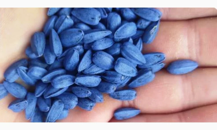 Продам семена подсолнечника Рапид (фракция премиум) под технологию Экспресс - фото № 2