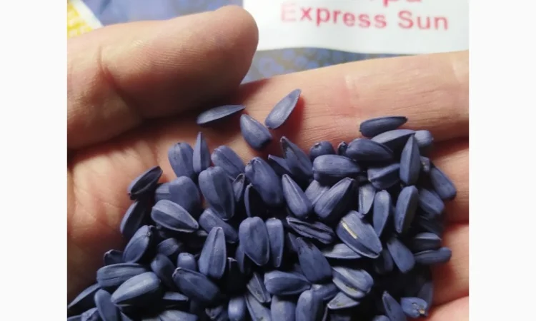 Продается семена подсолнечника Рапид (фракция экстра), устойчив к заразихе - фото № 2