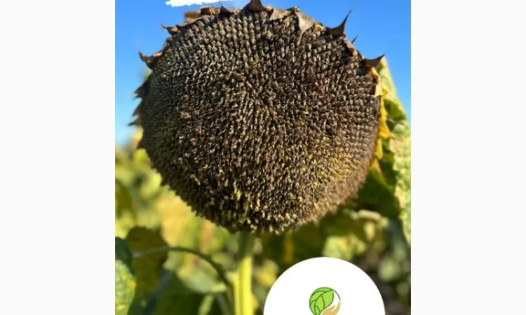 Насіння соняшнику гібрид Флоріан 2023 рік (стандарт)(екстра), ТОВ "ТК Арт-Агро" - фото № 1