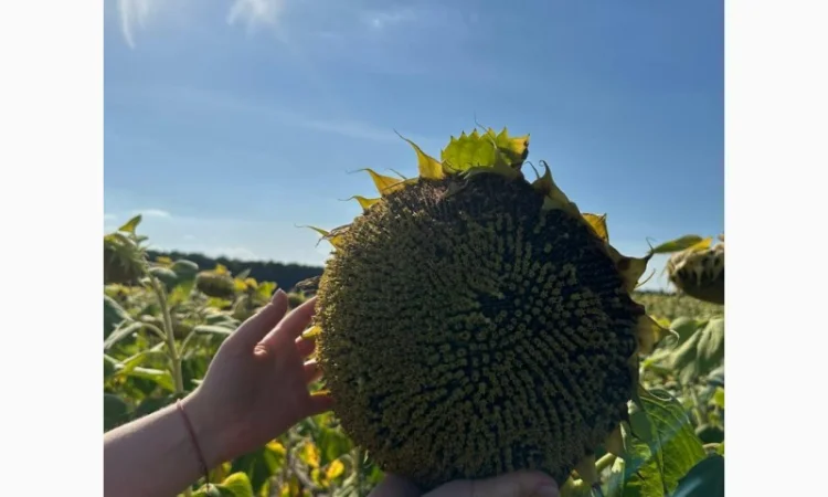 Насіння соняшнику гібрид НСХ 8005, ( екстра)( екстра Плюс)(стандарт)2023 рік - фото № 2