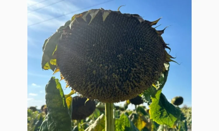 Насіння соняшнику гібрид Карлос (екстра)(стандарт) (2023 рік), ТМ "ВНІС" - фото № 1