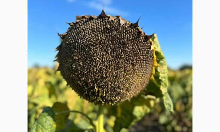 Насіння соняшнику гібрид Грифон (преміум)(оптімум)(2023 рік), ТМ "Євросем" - фото № 1