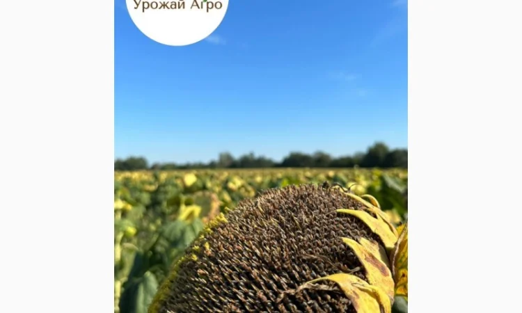 Насіння соняшнику гібрид НСХ 2652, ( екстра)( екстра Плюс)(стандарт)2023 рік - фото № 1