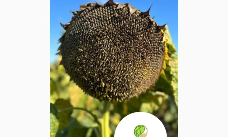 Насіння соняшника гібрид Шенон під гранстар (стандарт)(екстра) 2023 рік - фото № 1