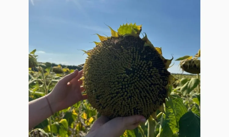 Насіння соняшника гібрид Фолк під гранстар (стандарт)(екстра) 2023 рік - фото № 2