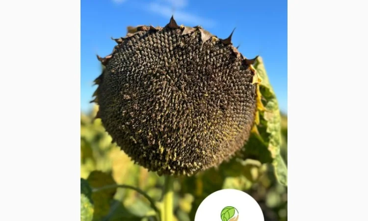 Насіння соняшника гібрид Амато під гранстар (стандарт)(екстра) 2023 рік - фото № 1