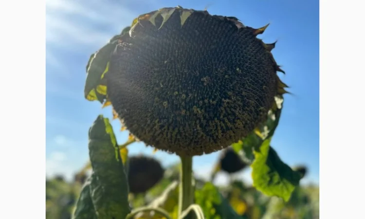 Насіння соняшника гібрид Імісан під євро-лайтинг ( екстра Плюс)(екстра)(стандат)2023р ht - фото № 2