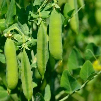 Продается посевной материал семян подсолнечника от поставщика - фото № 2