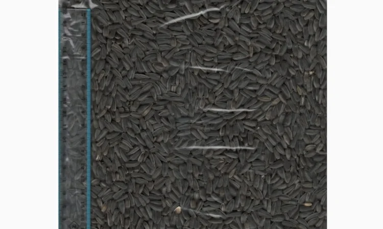 Продаж соняшника високоолійного - фото № 1