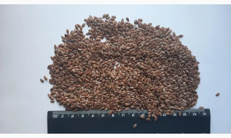 Продаж соняшника урожаю 2024 року - фото № 1